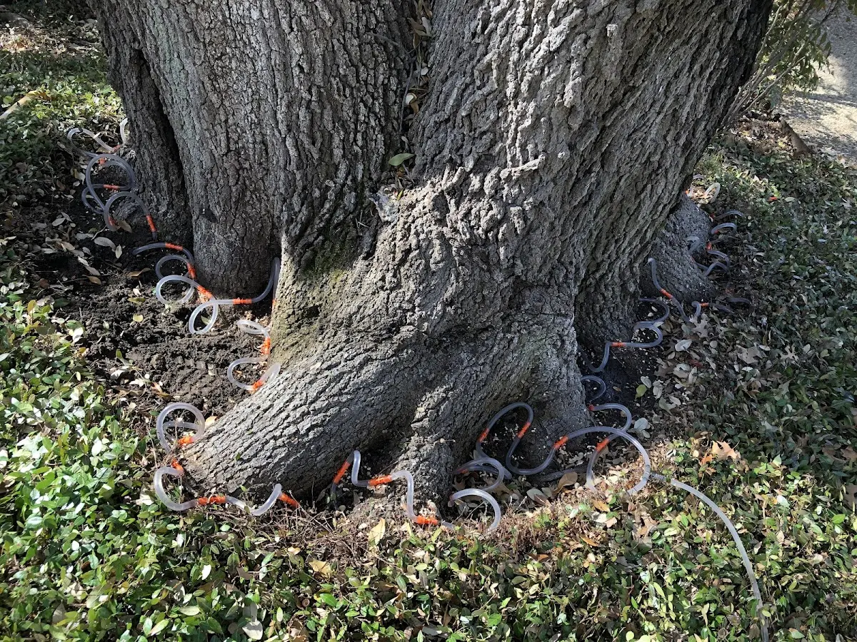 Detailed Tree Cabling and Bracing job site in Eagle Point