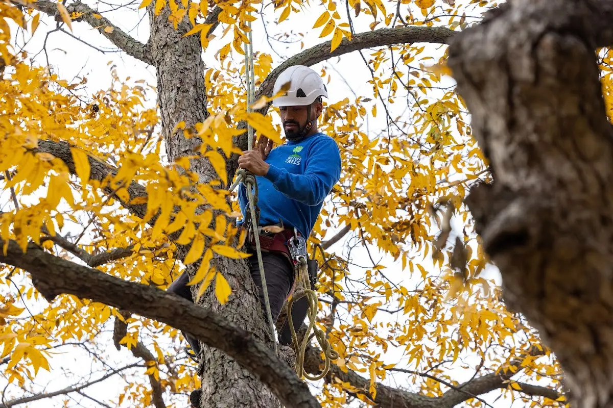 Skilled Tree Pruning crew working in Eagle Point